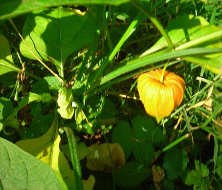 Physalis alkekengi